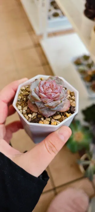 Echeveria Grace Surprise Pianta