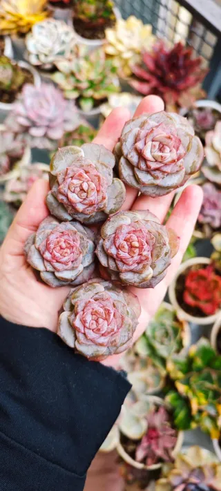 Echeveria Grace Surprise Pianta