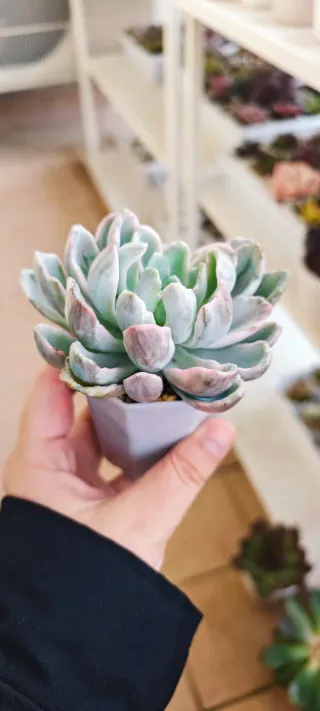 Echeveria Orpet Monstrose