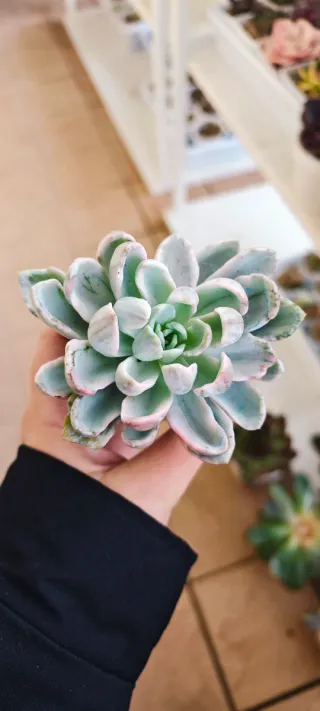 Echeveria Orpet Monstrose