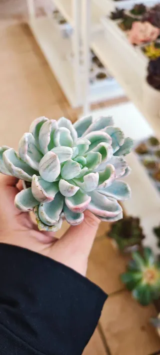 Echeveria Orpet Monstrose