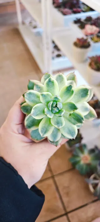 Echeveria Alba beauty variegata