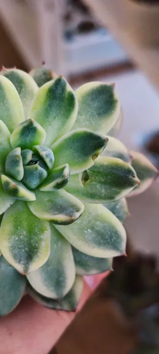 Echeveria Alba beauty variegata