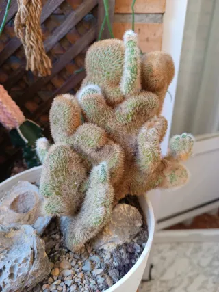 Cleistocactus Winterii Crestado