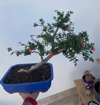 Bonsái Granado