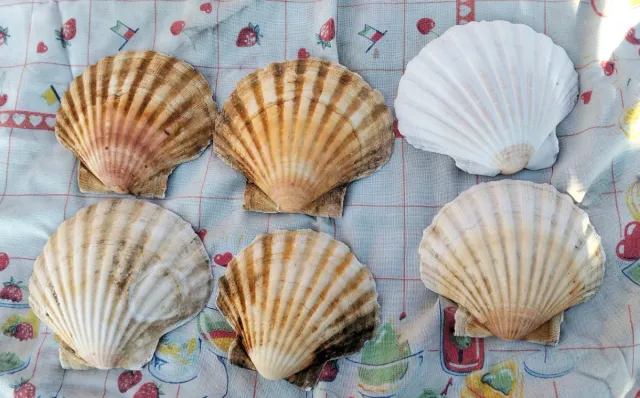 Gusci di capesante decorativi