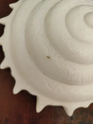 Lampada a forma di conchiglia in vetro