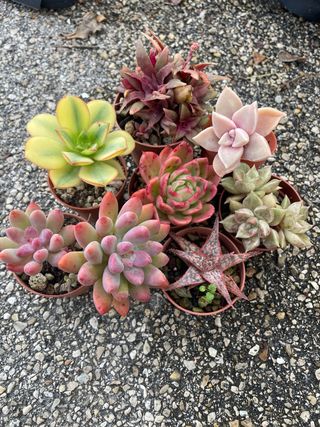 Lotto 7 Piante Succulente Colorate