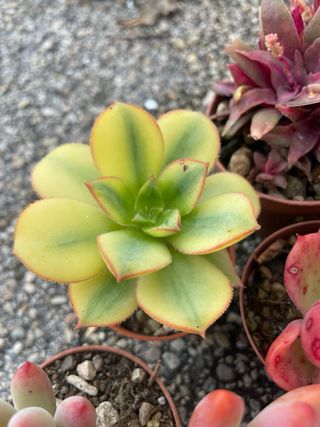 Lotto 7 Piante Succulente Colorate