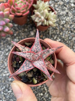 Lotto 7 Piante Succulente Colorate