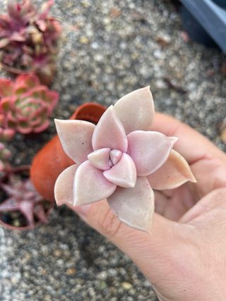 Lotto 7 Piante Succulente Colorate