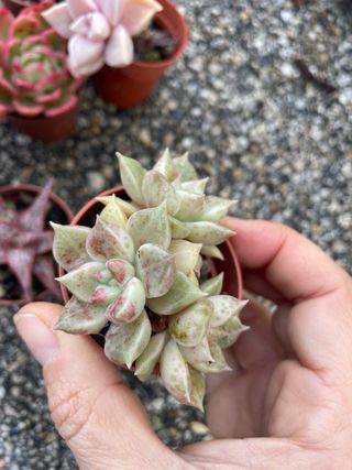 Lotto 7 Piante Succulente Colorate