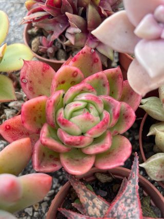 Lotto 7 Piante Succulente Colorate