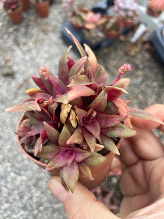 Lotto 7 Piante Succulente Colorate