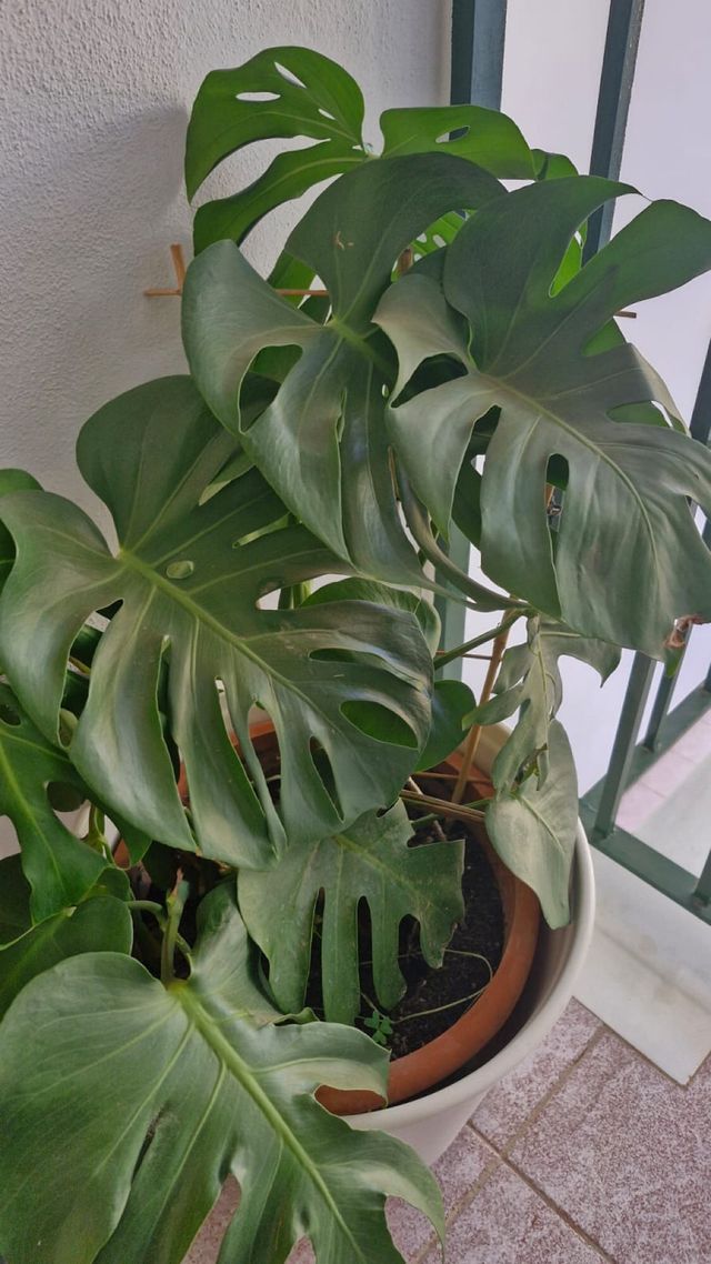 Monstera Grande