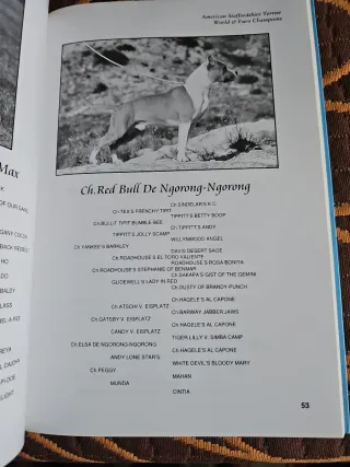 The American Stafforshire Terrier