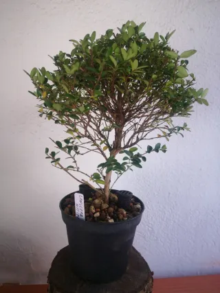 Bonsái Lonicera Nítida