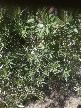 Se vende olivos cerca del pueblo.