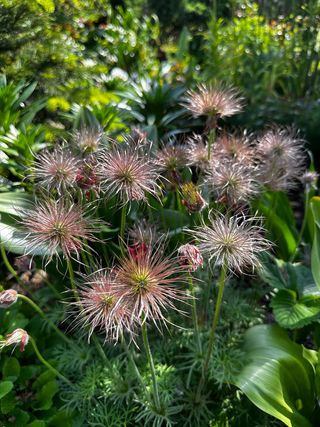 Pulsatilla rubra • Esclusivo & Magnetico