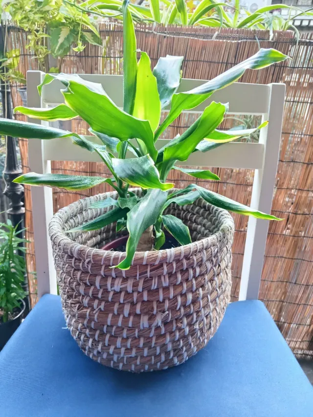 Planta de interior en maceta de mimbre