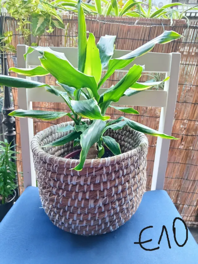 Planta de interior en maceta de mimbre