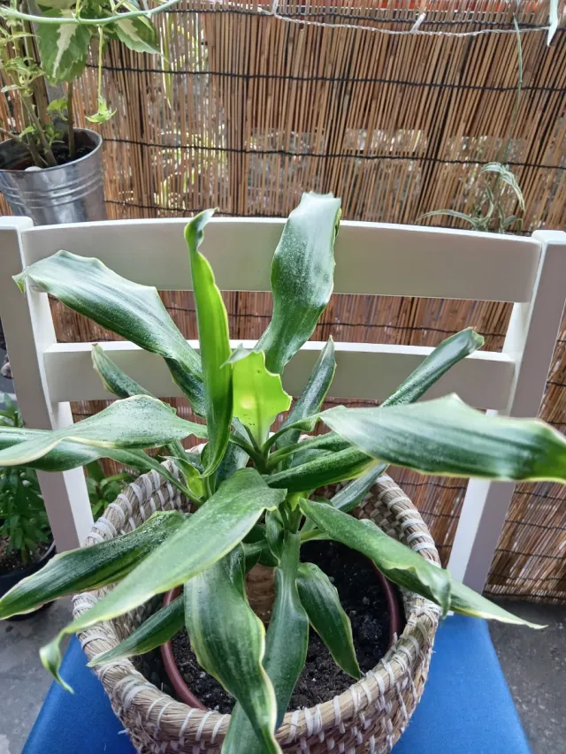 Planta de interior en maceta de mimbre