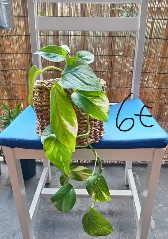 Planta Pothos en maceta