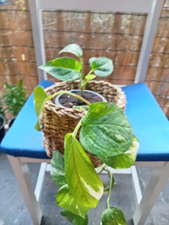 Planta Pothos en maceta