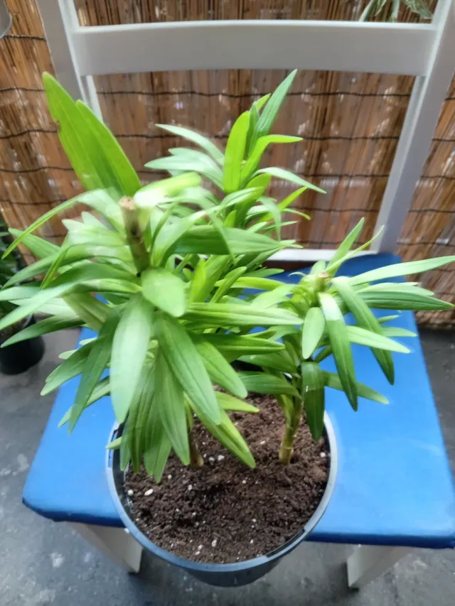 2 plantas de lirio en maceta