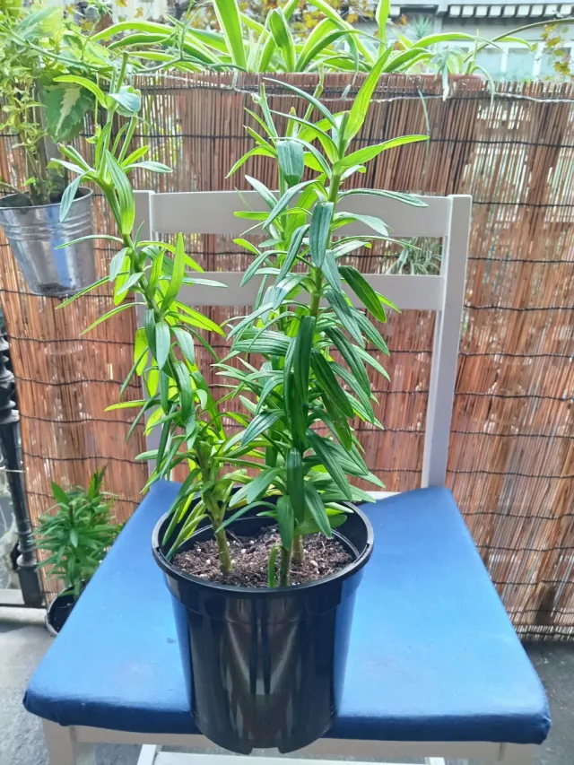 2 plantas de lirio en maceta