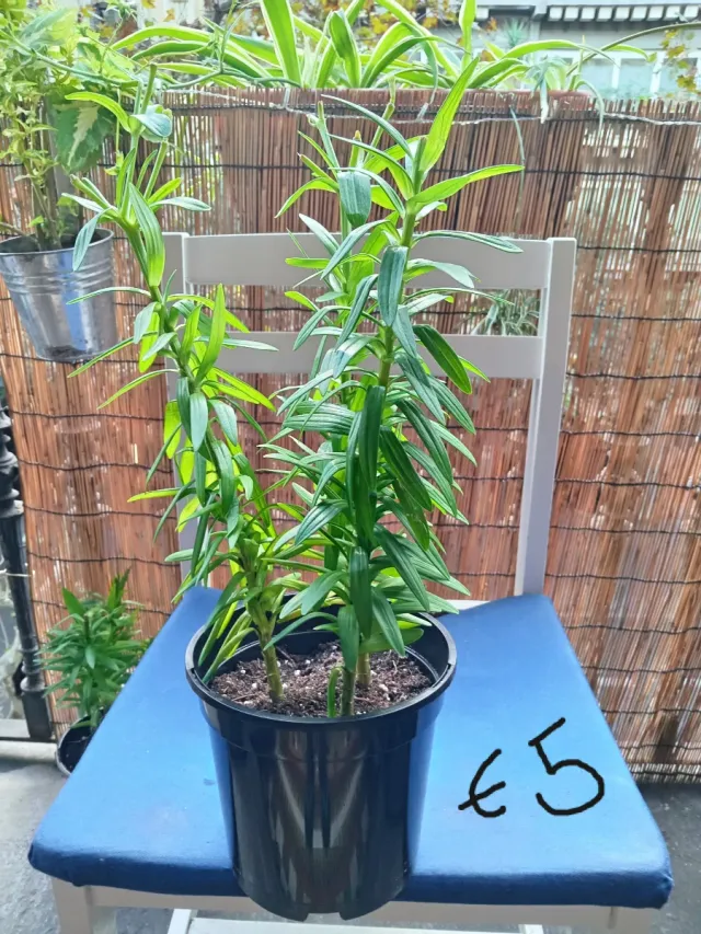 2 plantas de lirio en maceta