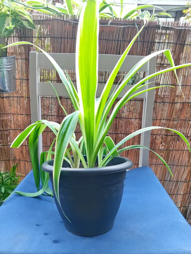 Planta de interior en maceta negra