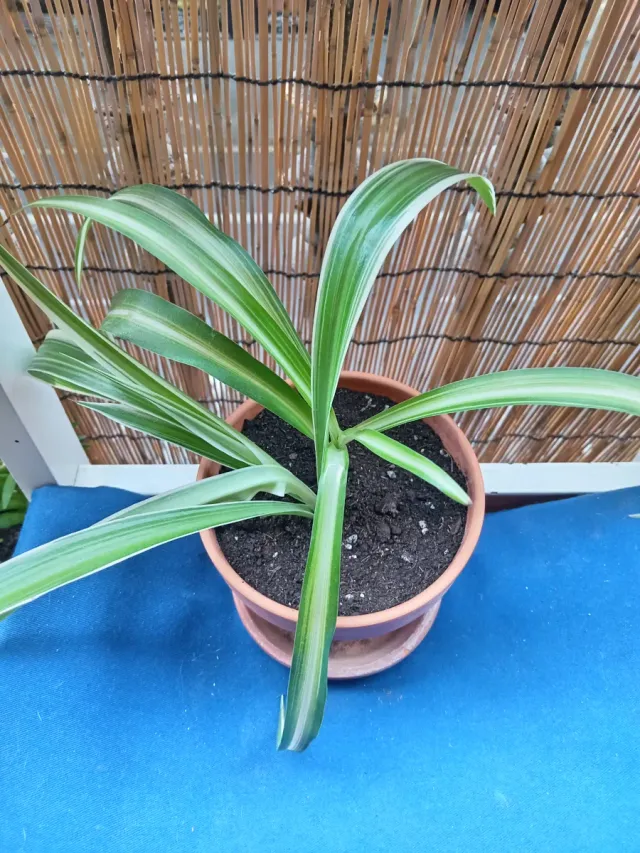 Planta de interior variegada
