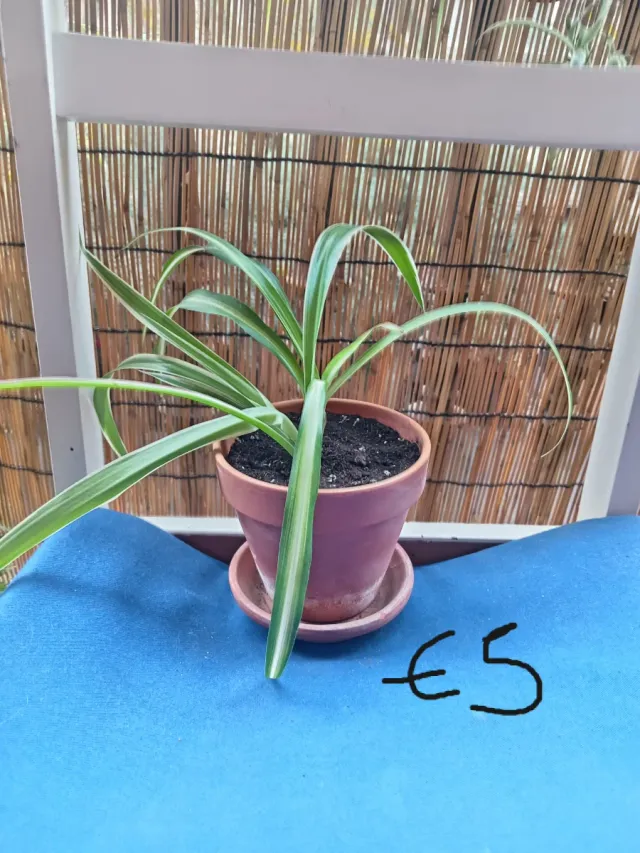 Planta de interior variegada