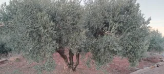 Olivos varias variedades