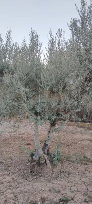 Olivos varias variedades