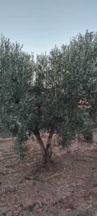 Olivos varias variedades