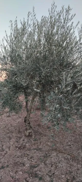 Olivos varias variedades