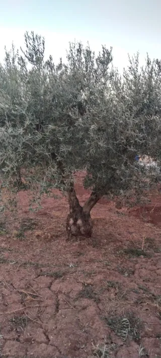 Olivos varias variedades