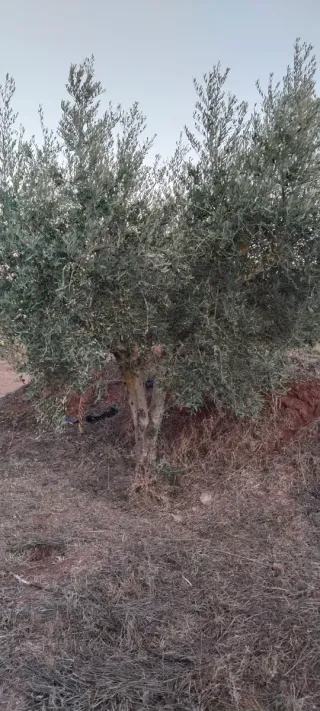 Olivos varias variedades