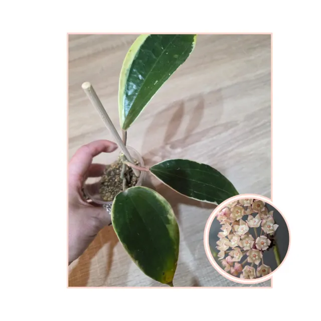 Hoya Macrophylla Albomarginata