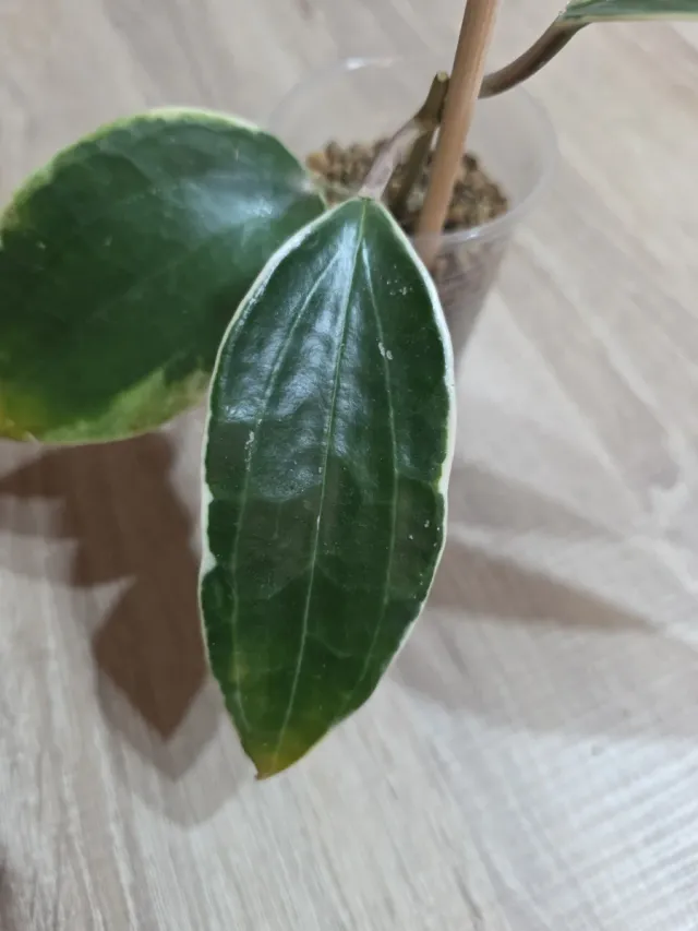 Hoya Macrophylla Albomarginata