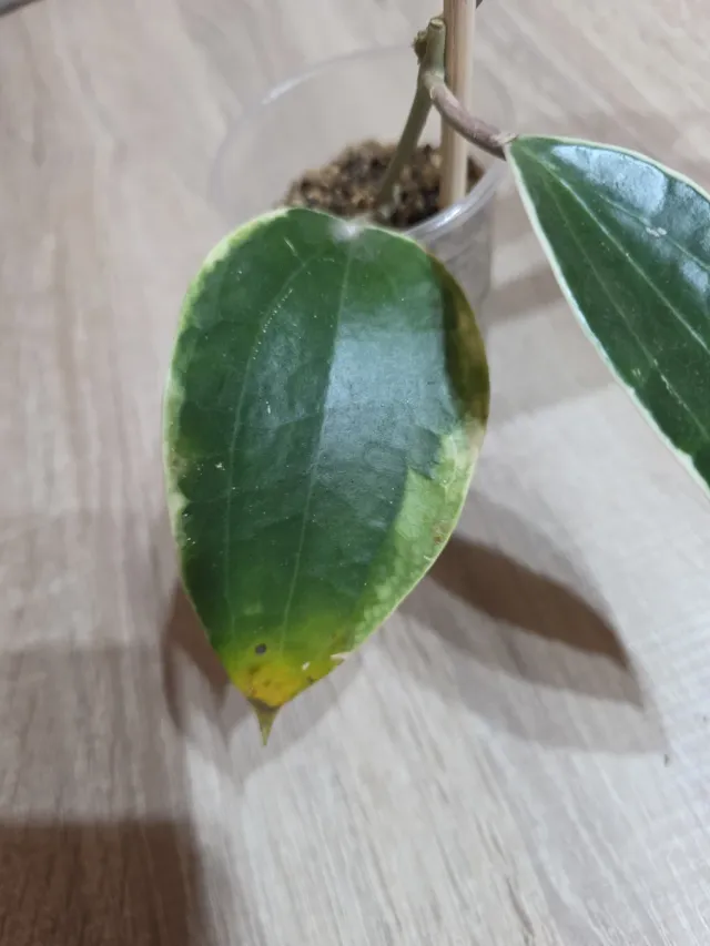 Hoya Macrophylla Albomarginata