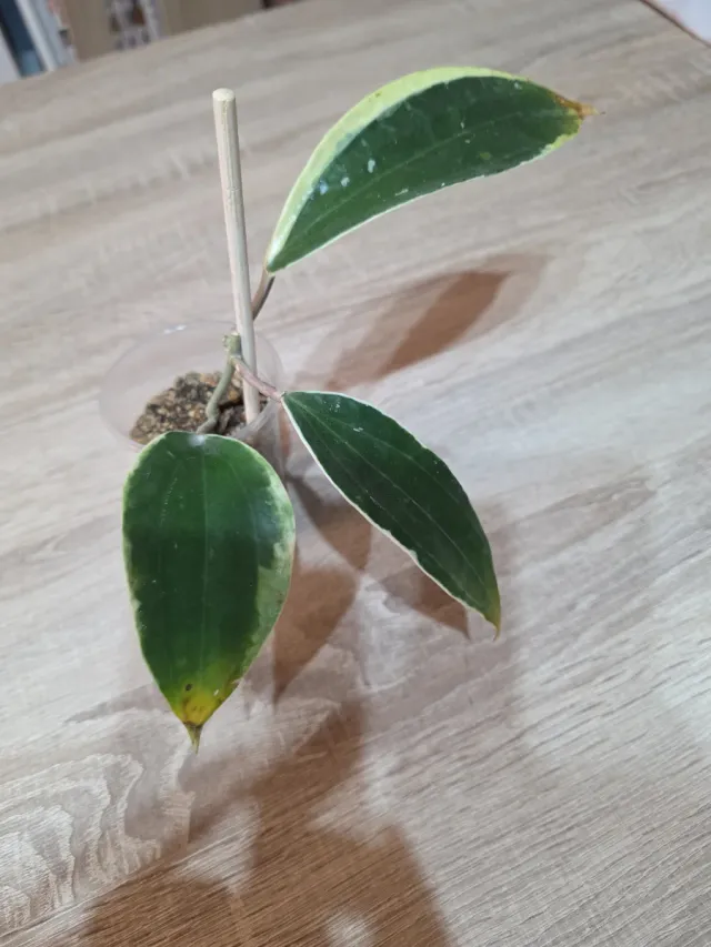 Hoya Macrophylla Albomarginata