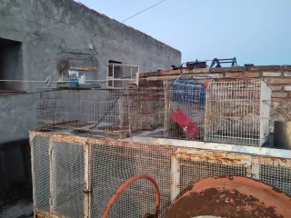 REGALO Jaulas para pájaros