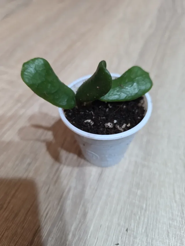 Hoya Rotundiflora