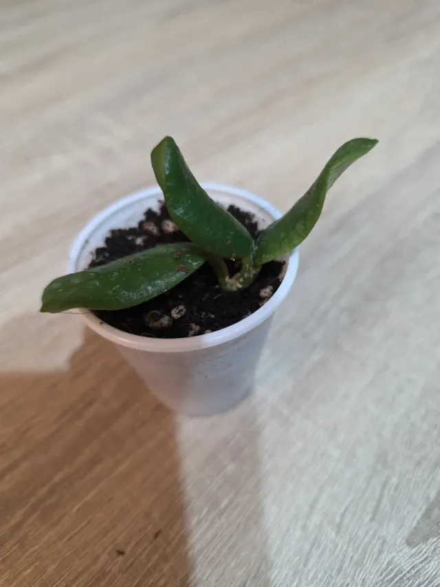 Hoya Rotundiflora