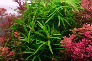 Lote 8 Plantas Acuario Frescas