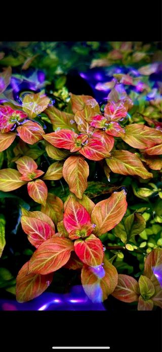 Lote 8 Plantas Acuario Frescas