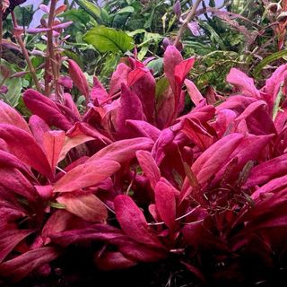 Lote 8 Plantas Acuario Frescas